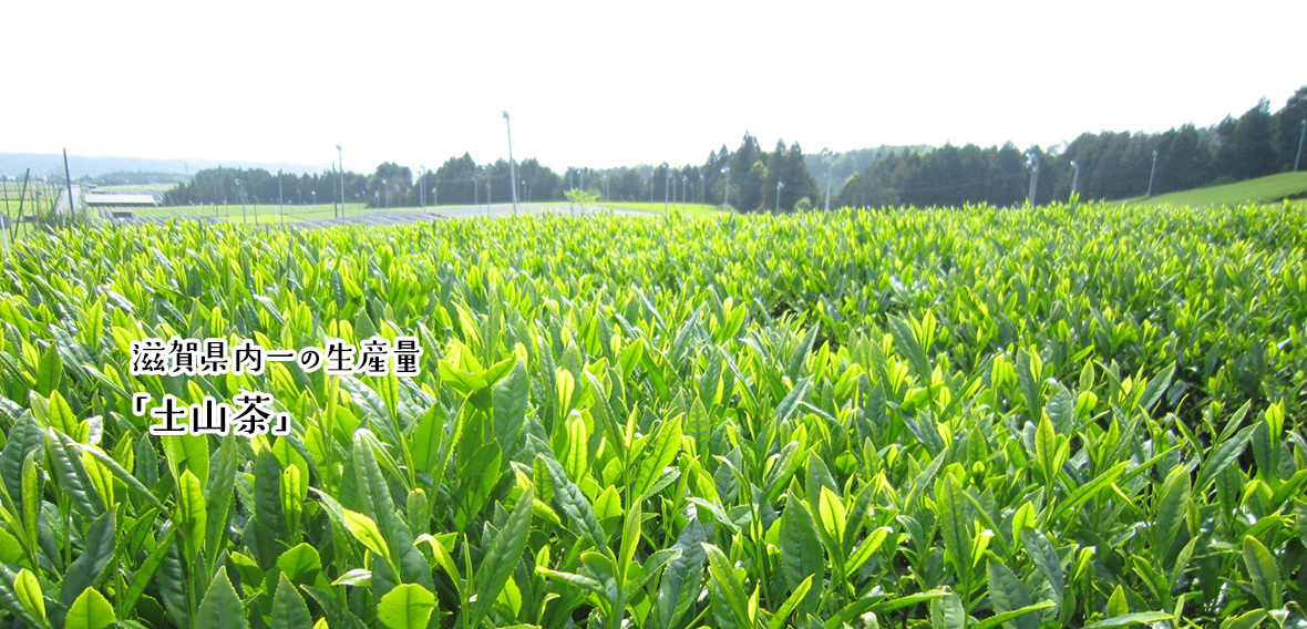 滋賀県内一の生産量「土山茶」